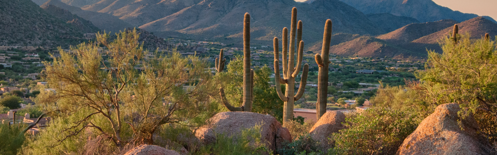 landscape image of cacti on a mountain side