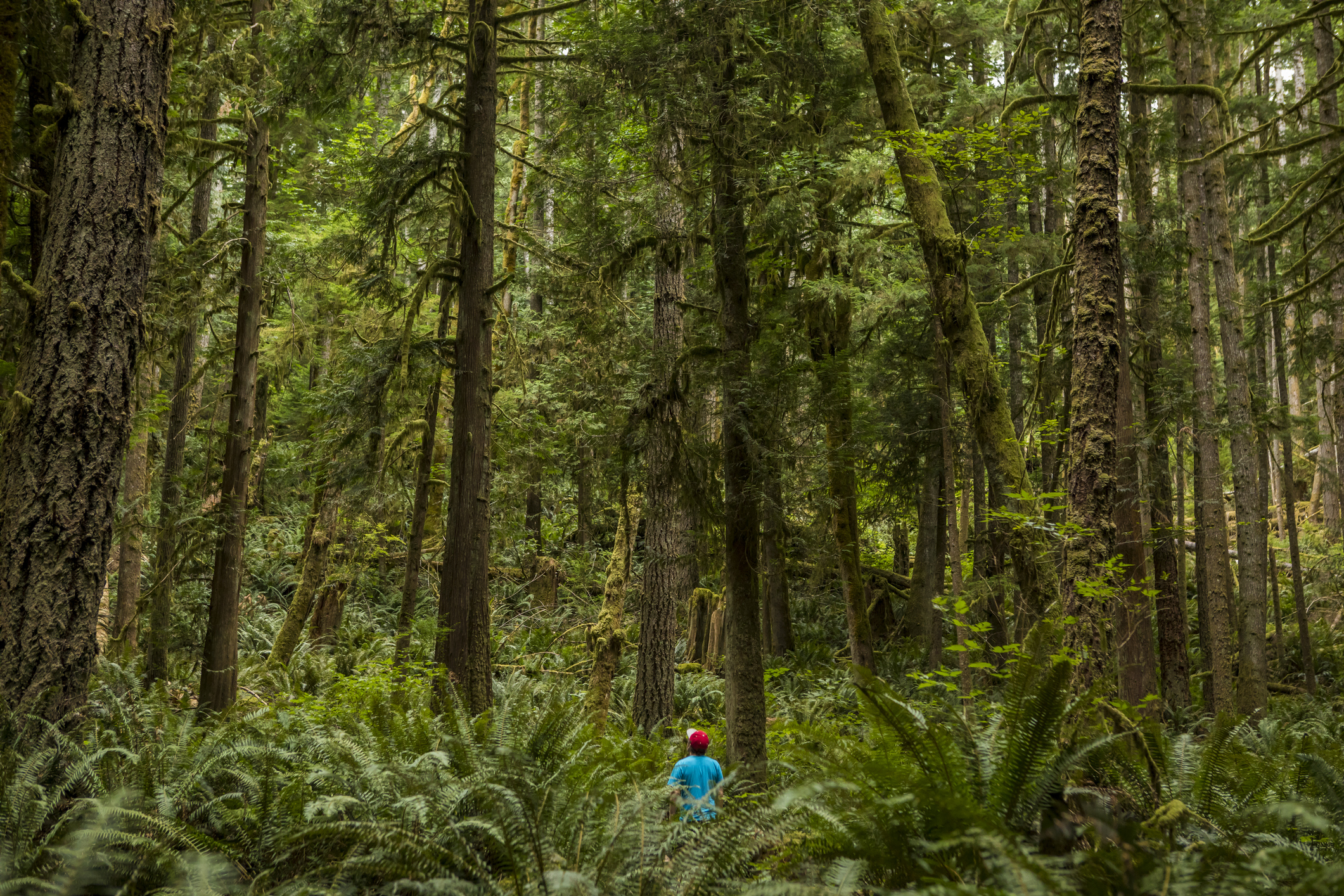 A small person shown in a lush green forest with tall trees.