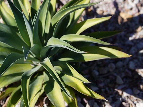 Agave plant in bright sunlight