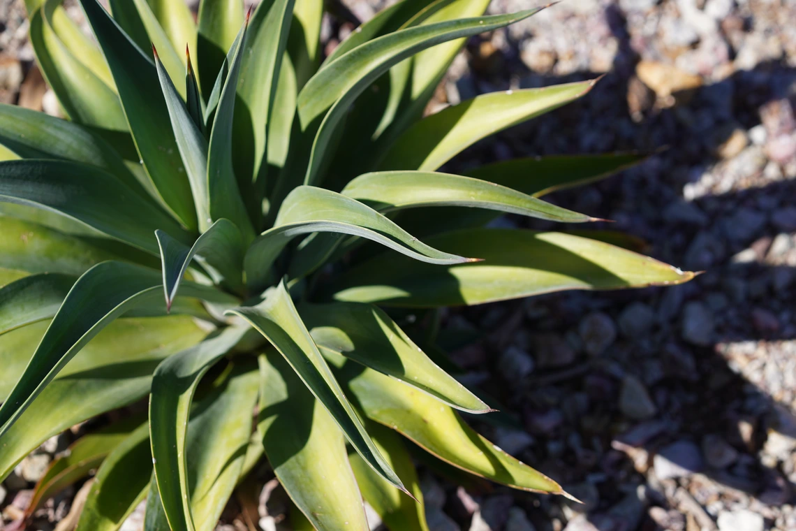 Agave plant in bright sunlight
