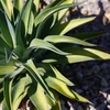 Agave plant in bright sunlight