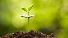 A small green sprout with four leaves. 