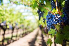 purple grapes on vine