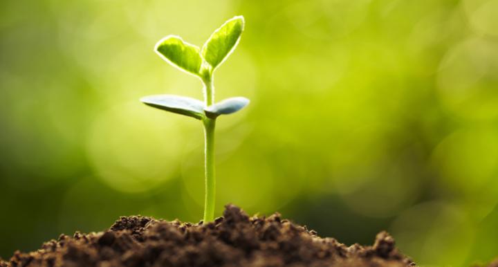 A small green sprout with four leaves. 