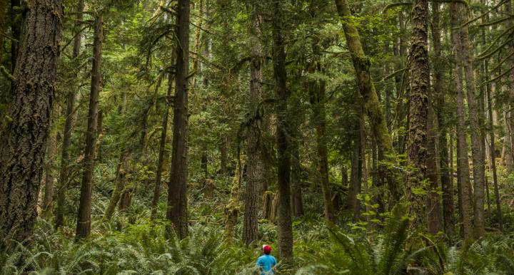 A small person shown in a lush green forest with tall trees.