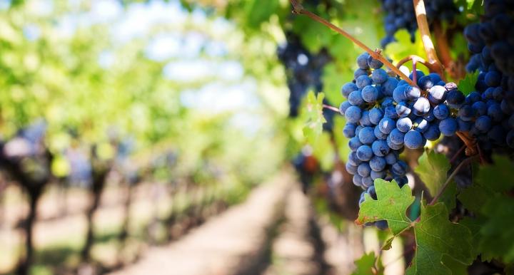 purple grapes on vine